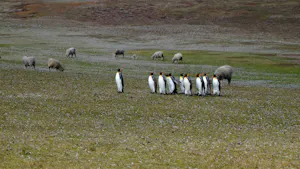 King Penguins © Jennifer Black