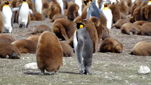 King Penguins © Jennifer Black