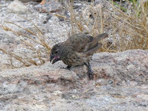 Finch © David Canright