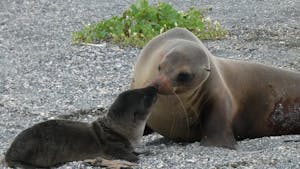 Seals © David Canright