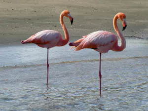 Flamingos © David Canright
