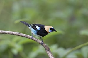 Golden-hooded Tanager © Mike Danzenbaker