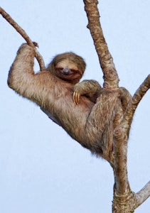 Three-toed Sloth © Marc Lombardi
