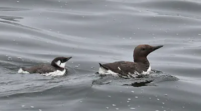 Common Murre