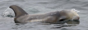 Rissos Dolphin © Cheesemans&#039; Ecology Safaris