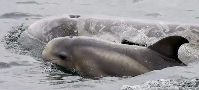 Risso's Dolphin