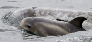 Rissos Dolphin © Cheesemans&#039; Ecology Safaris