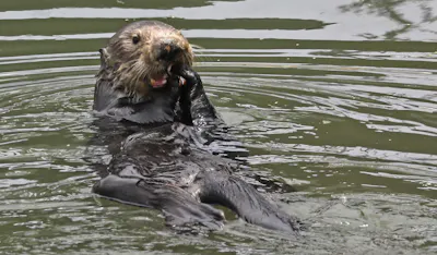 Sea Otter