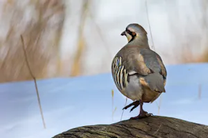 Chukar © Behzad Larry