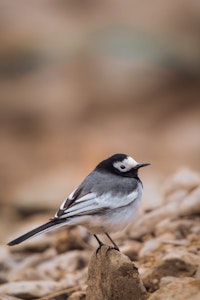 White Wagtail © Behzad Larry