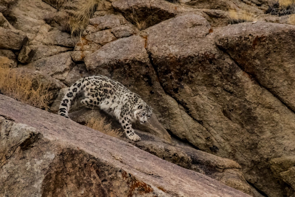 Snow Leopard © Behzad Larry