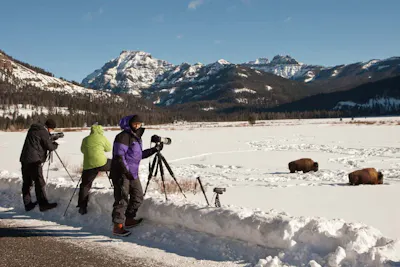 Yellowstone bison &copy; Debbie Thompson
