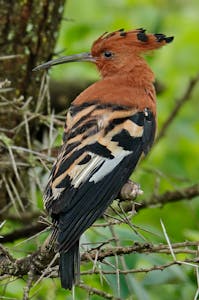 African Hoopoe © Walt Anderson