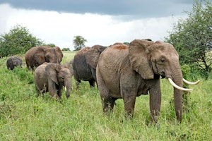 Elephants © Walt Anderson