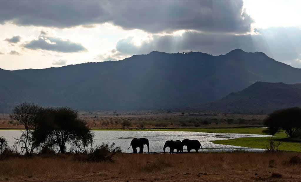 African Elephants © Walt Anderson