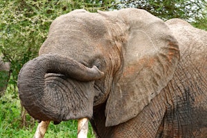African Elephant © Walt Anderson