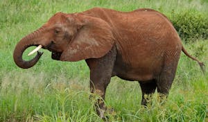 African Elephant © Walt Anderson
