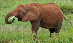 African Elephant © Walt Anderson