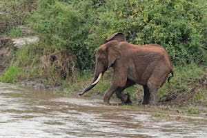 African Elephant © Walt Anderson