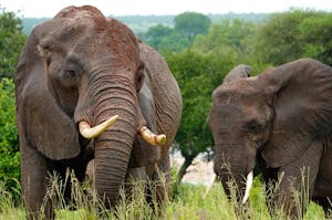 African Elephants © Walt Anderson