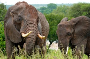 Sustainable travel with Cheesemans’ Ecology Safaris in 2025