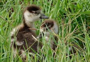 Egyptian Goose © Walt Anderson