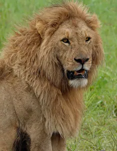 Lion © Walt Anderson