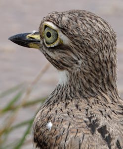 Water Thick-knee © Walt Anderson