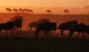 Wildebeests © Walt Anderson