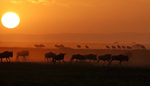 Wildebeests © Walt Anderson