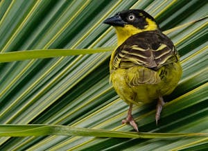 Baglafecht Weaver © Walt Anderson