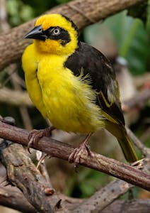 Baglafecht Weaver © Walt Anderson