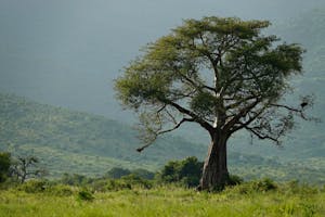 Baobab © Walt Anderson