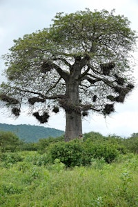 Baobab with buffalo weaver nests © Walt Anderson