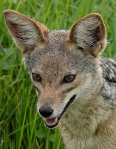Black-backed Jackal © Walt Anderson