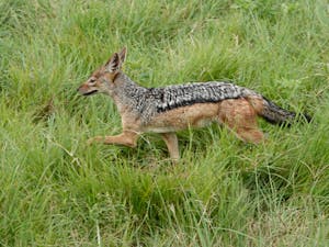 Black-backed Jackal © Walt Anderson