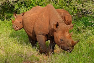 Black Rhino © Walt Anderson