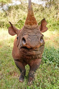 Black Rhino © Walt Anderson