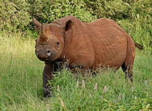 Black Rhino © Walt Anderson