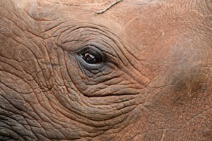 Black Rhino © Walt Anderson