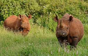 Black Rhinos © Walt Anderson