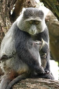 Blue Monkey © Walt Anderson