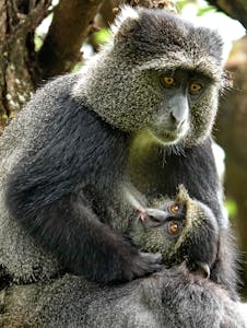 Blue Monkey © Walt Anderson