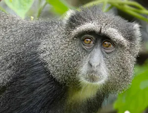 Blue Monkey © Walt Anderson