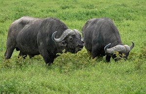 Buffalos © Walt Anderson