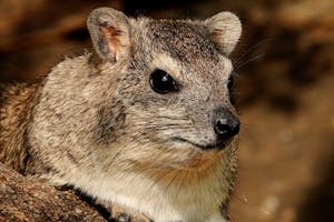 Bush Hyrax © Walt Anderson