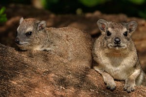 Bush Hyrax © Walt Anderson