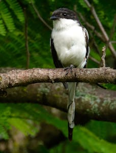 Common Fiscal © Walt Anderson