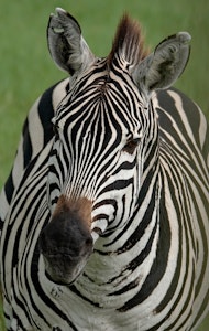 Common Zebra © Walt Anderson