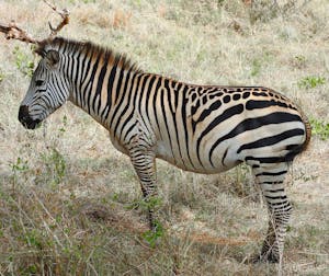 Common Zebra © Walt Anderson